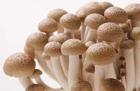高耐病性大豆品种减少农药使用带来的影响
